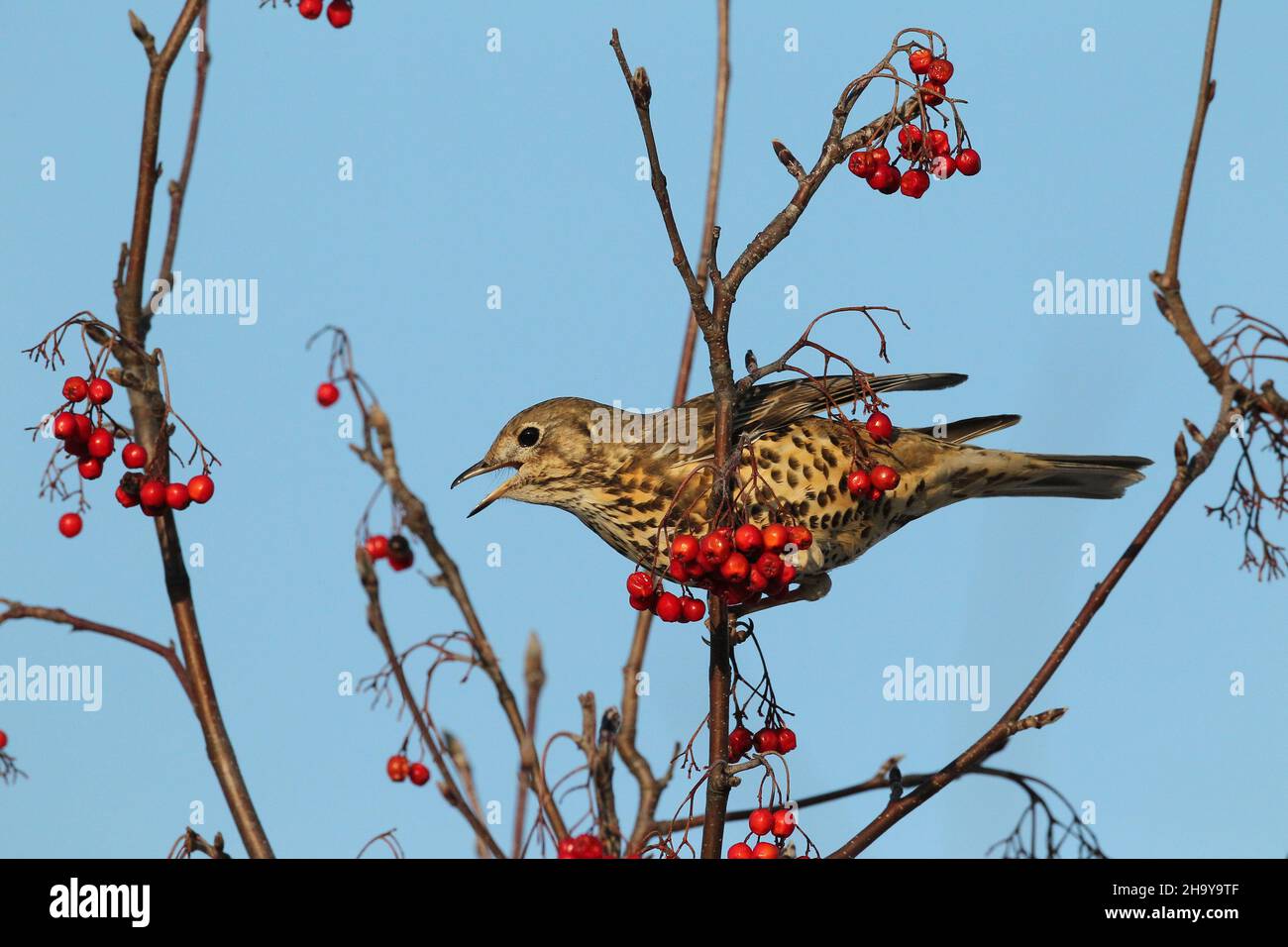 Mistle mughetto può diventare molto territoriale anche su un unico albero di bacche in inverno quando proteggere una fonte di cibo, inseguendo altri colpi + waxwing Foto Stock