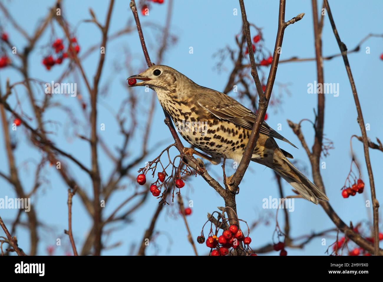 Mistle mughetto può diventare molto territoriale anche su un unico albero di bacche in inverno quando proteggere una fonte di cibo, inseguendo altri colpi + waxwing Foto Stock