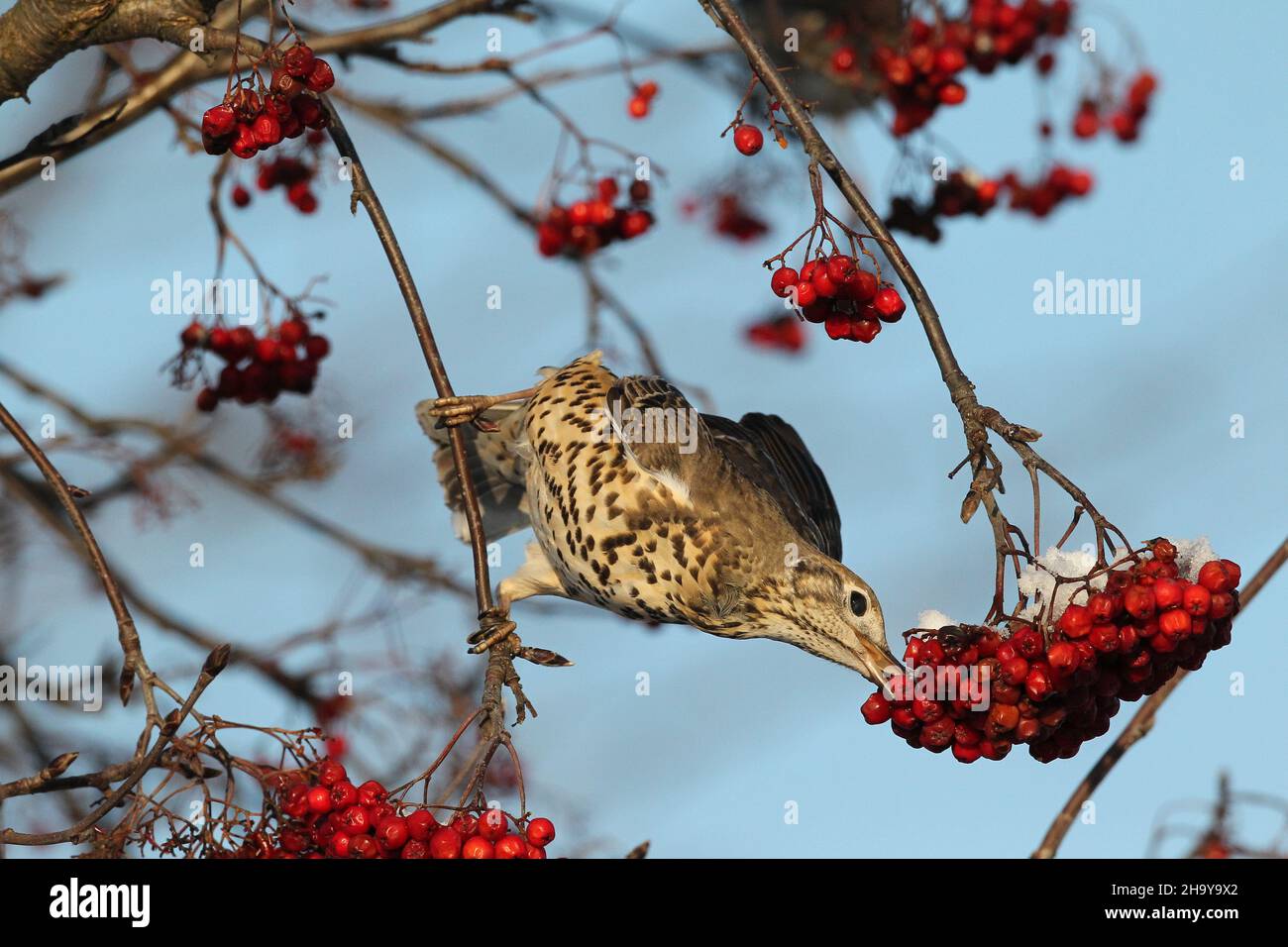 Mistle mughetto può diventare molto territoriale anche su un unico albero di bacche in inverno quando proteggere una fonte di cibo, inseguendo altri colpi + waxwing Foto Stock