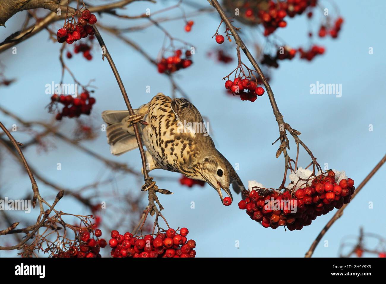 Mistle mughetto può diventare molto territoriale anche su un unico albero di bacche in inverno quando proteggere una fonte di cibo, inseguendo altri colpi + waxwing Foto Stock