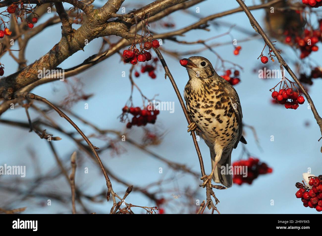 Mistle mughetto può diventare molto territoriale anche su un unico albero di bacche in inverno quando proteggere una fonte di cibo, inseguendo altri colpi + waxwing Foto Stock