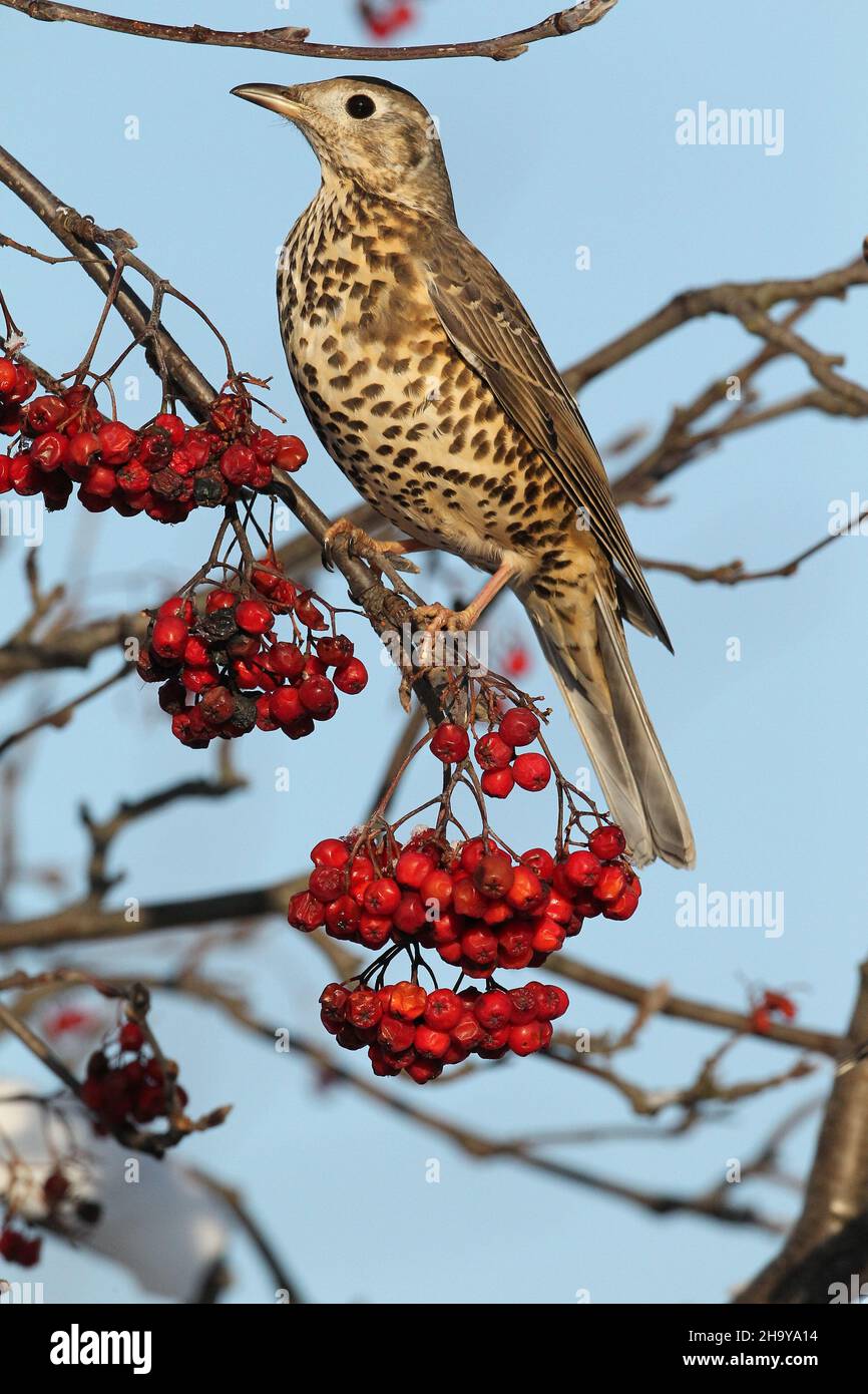 Mistle mughetto può diventare molto territoriale anche su un unico albero di bacche in inverno quando proteggere una fonte di cibo, inseguendo altri colpi + waxwing Foto Stock