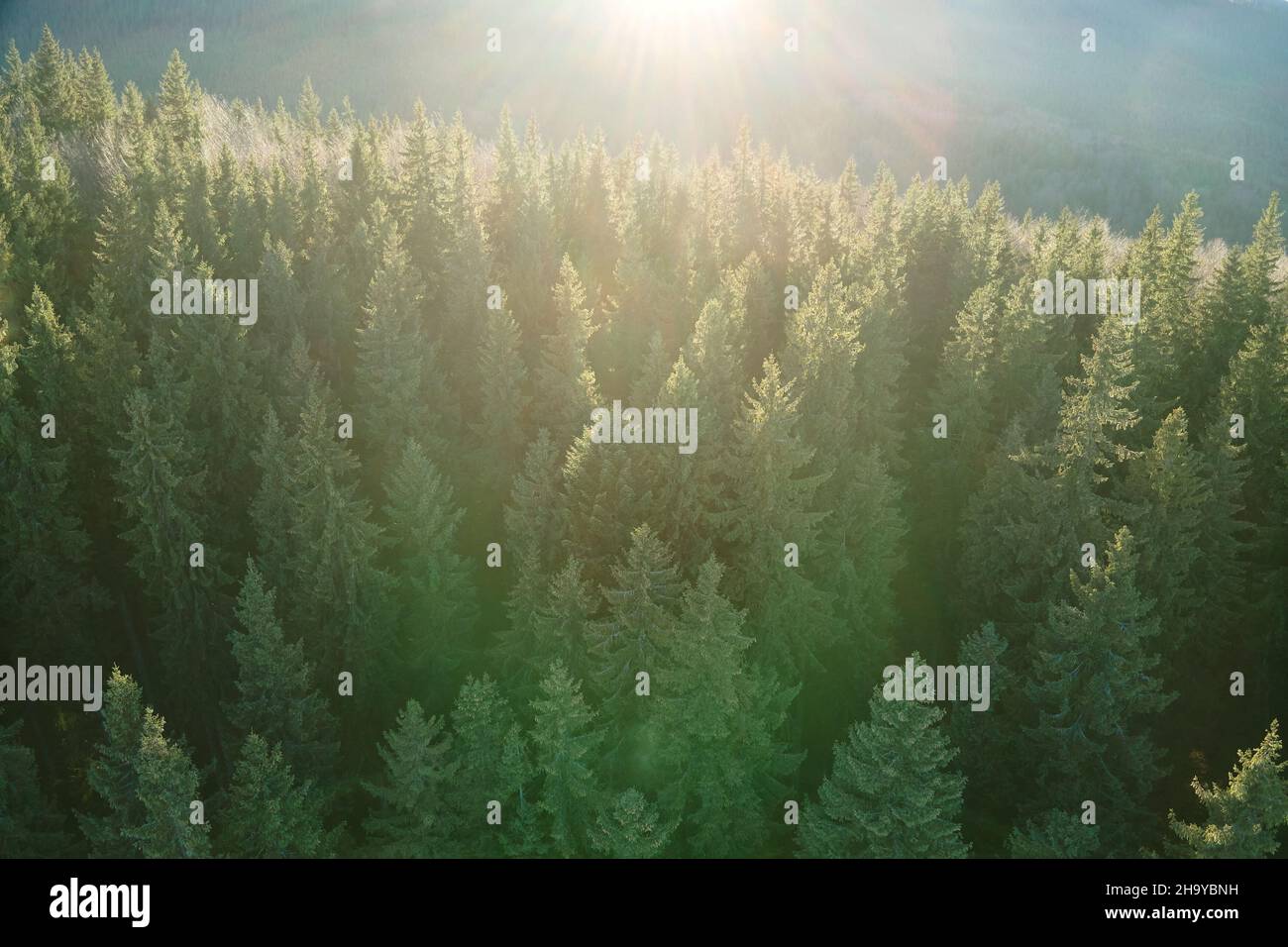 Vista aerea di luminoso illuminato con raggi solari nebbia foresta scura con pini all'alba d'autunno. Incredibile bosco selvaggio all'alba nebbiosa. ENVI Foto Stock