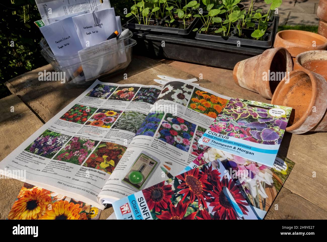 Ordinazione e selezione da un catalogo di piante da semina e da pacchetti di sementi e piante Inghilterra Regno Unito Regno Unito Gran Bretagna Foto Stock
