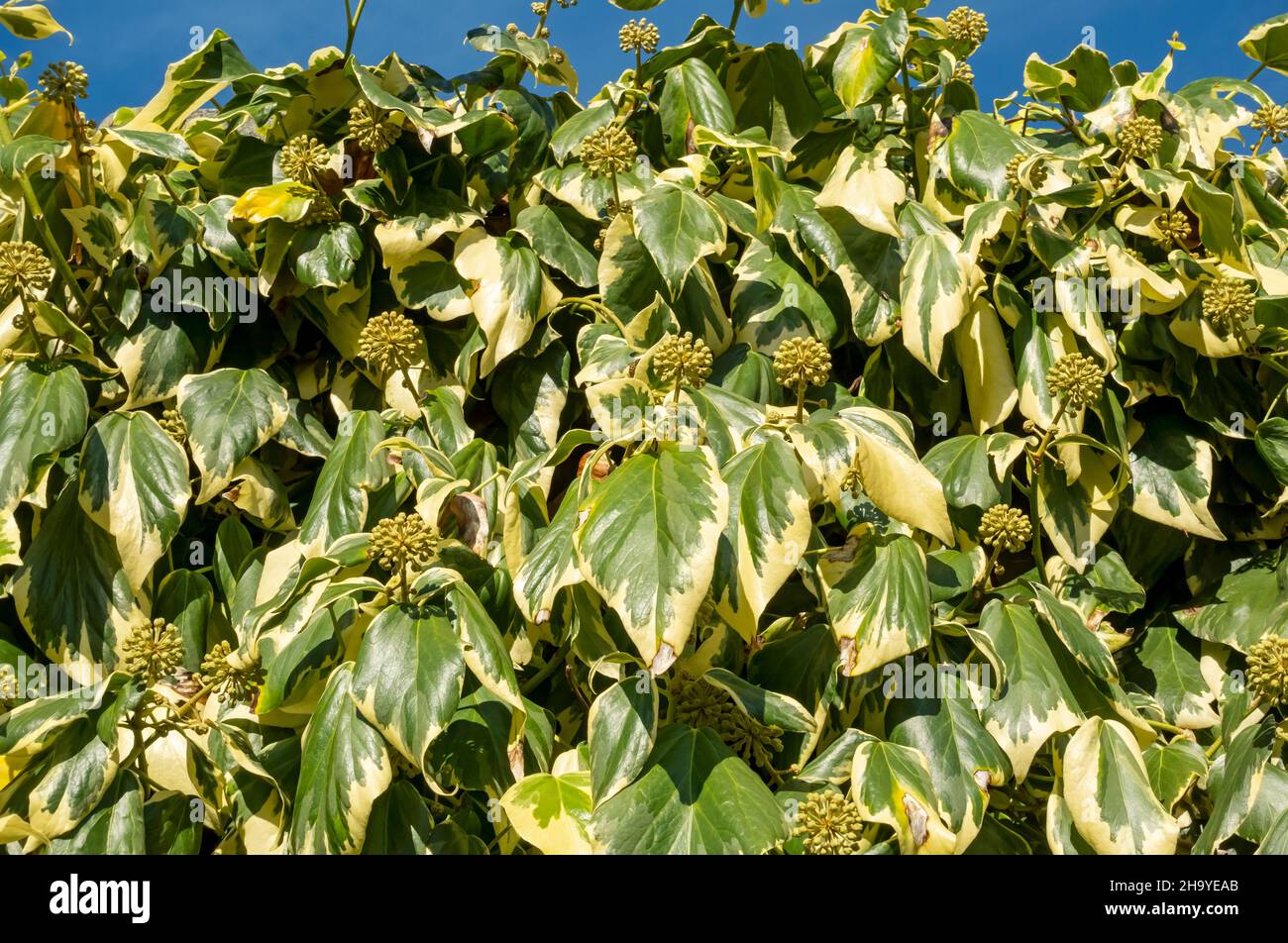 Primo piano della variegata pianta d'arrampicata delle foglie d'edera persiana che cresce su una parete nel giardino in autunno Inghilterra Regno Unito Regno Unito Gran Bretagna Foto Stock