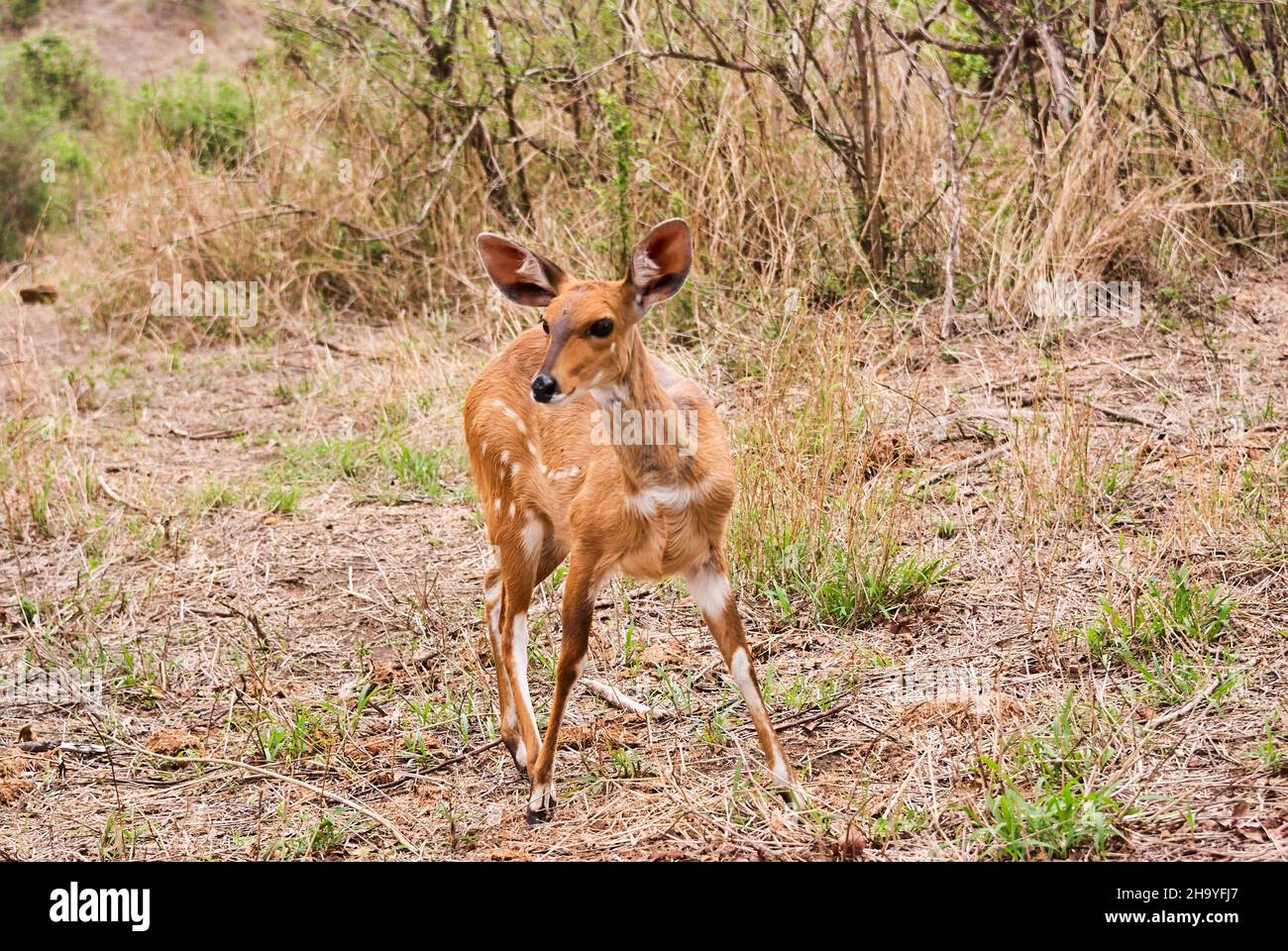 Il cespuglio, Tragelaphus scriptus, è una specie comune e diffusa di antilope in Africa australe Foto Stock