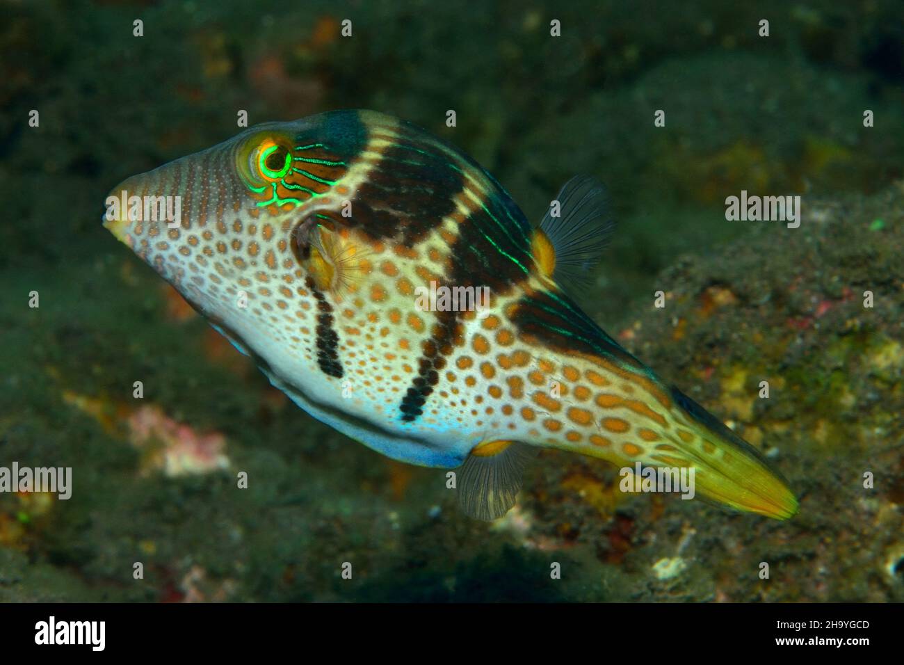 Sattelflecken.Spitzkopfkugelfisch, puffer sharpnose di Valentin, toby di Valentin, Canthigaster valentini, Tulamben, Bali Foto Stock