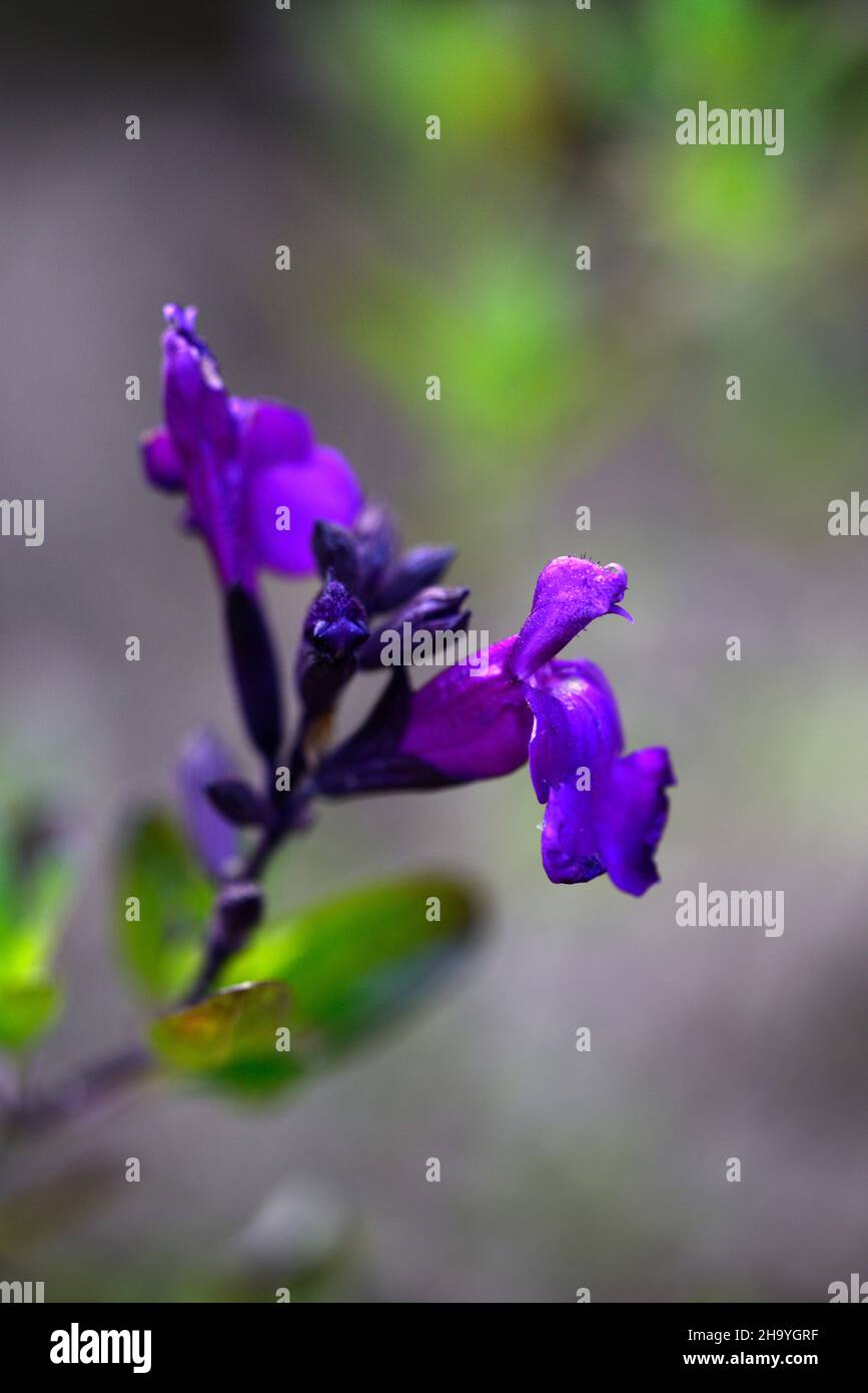 Salvia greggii Mirage viola profondo, salvia, salvia, salvia, salvia, salvia, fiori viola, fiore, gardem, RM floreale Foto Stock