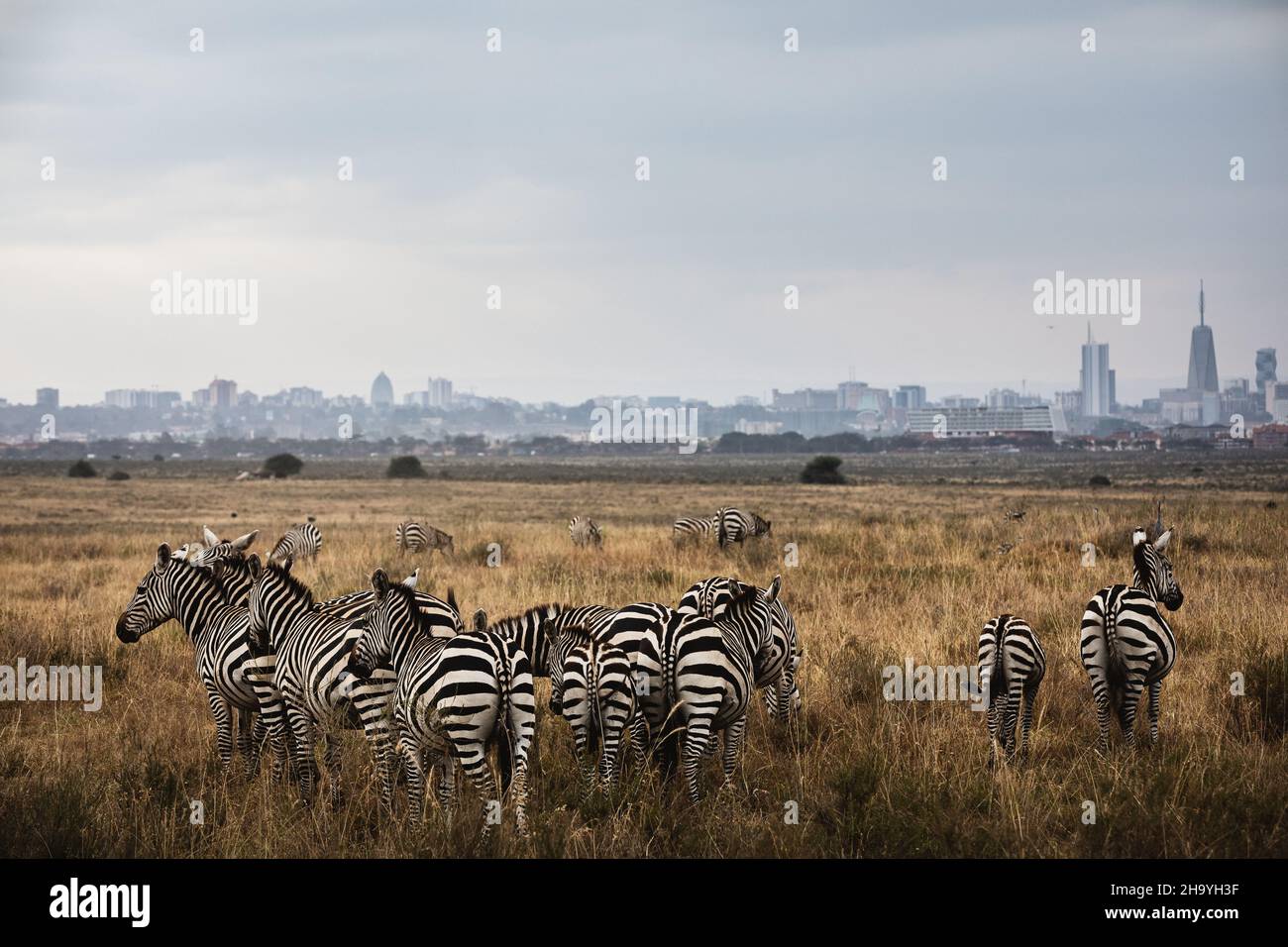 Gruppo di zebre che guardano lo skyline della città - Parco Nazionale di Nairobi, Kenya Foto Stock