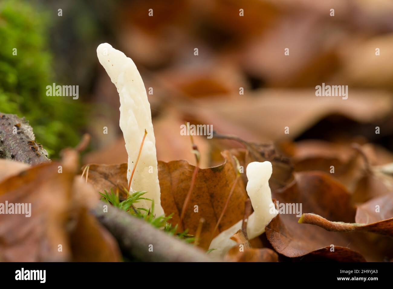 Il fungo rugoso del Club Fungus (Clavulina rugosa) nella lettiera delle foglie di un bosco di faggio a Goblin Combe, North Somerset, Inghilterra. Foto Stock