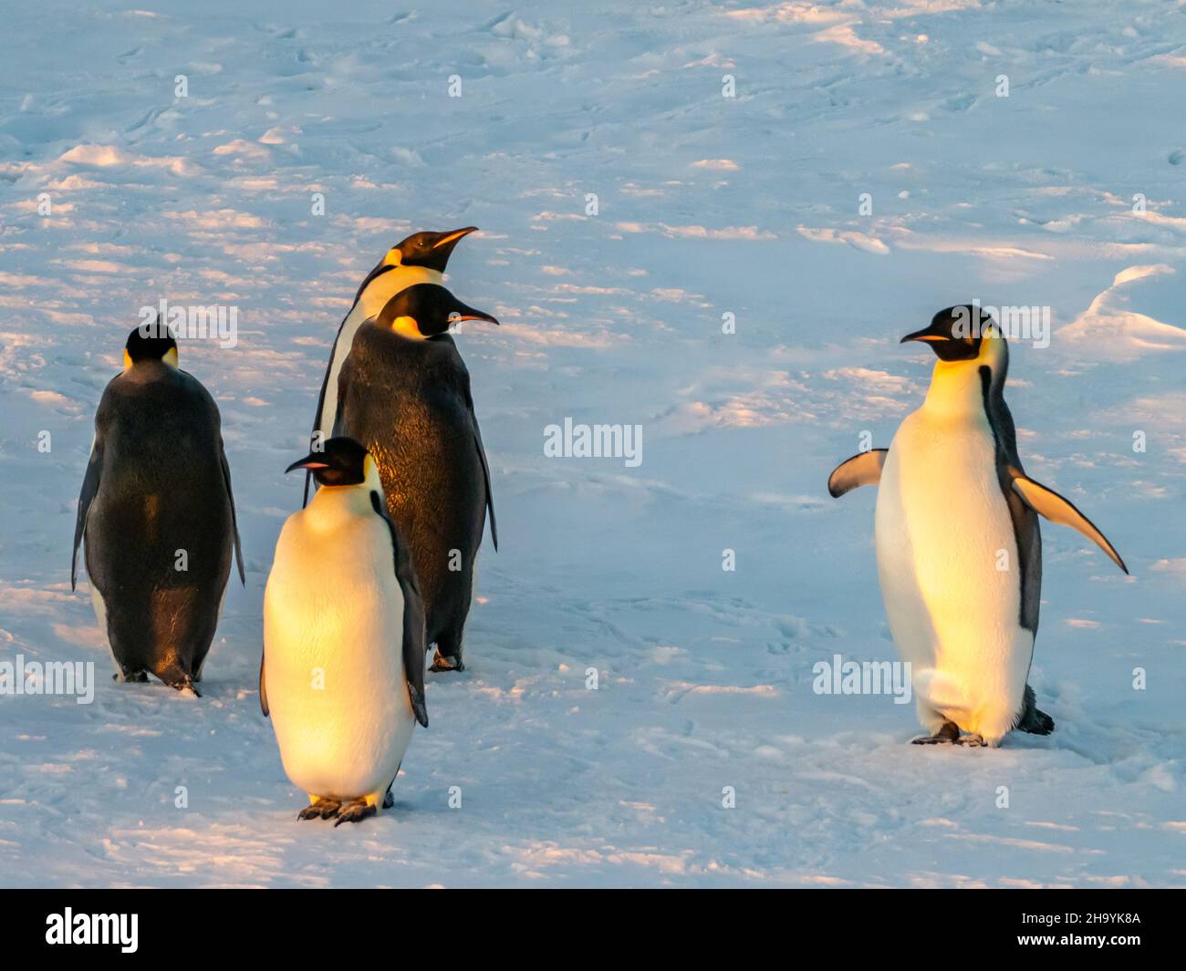 Il più grande pinguino immagini e fotografie stock ad alta risoluzione -  Alamy