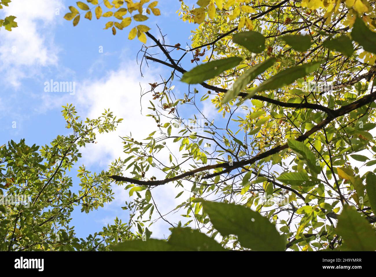 Castanea sativa, Castagna dolce, Castagna spagnola, Fagaceae. Pianta selvaggia, sparata in autunno. Foto Stock