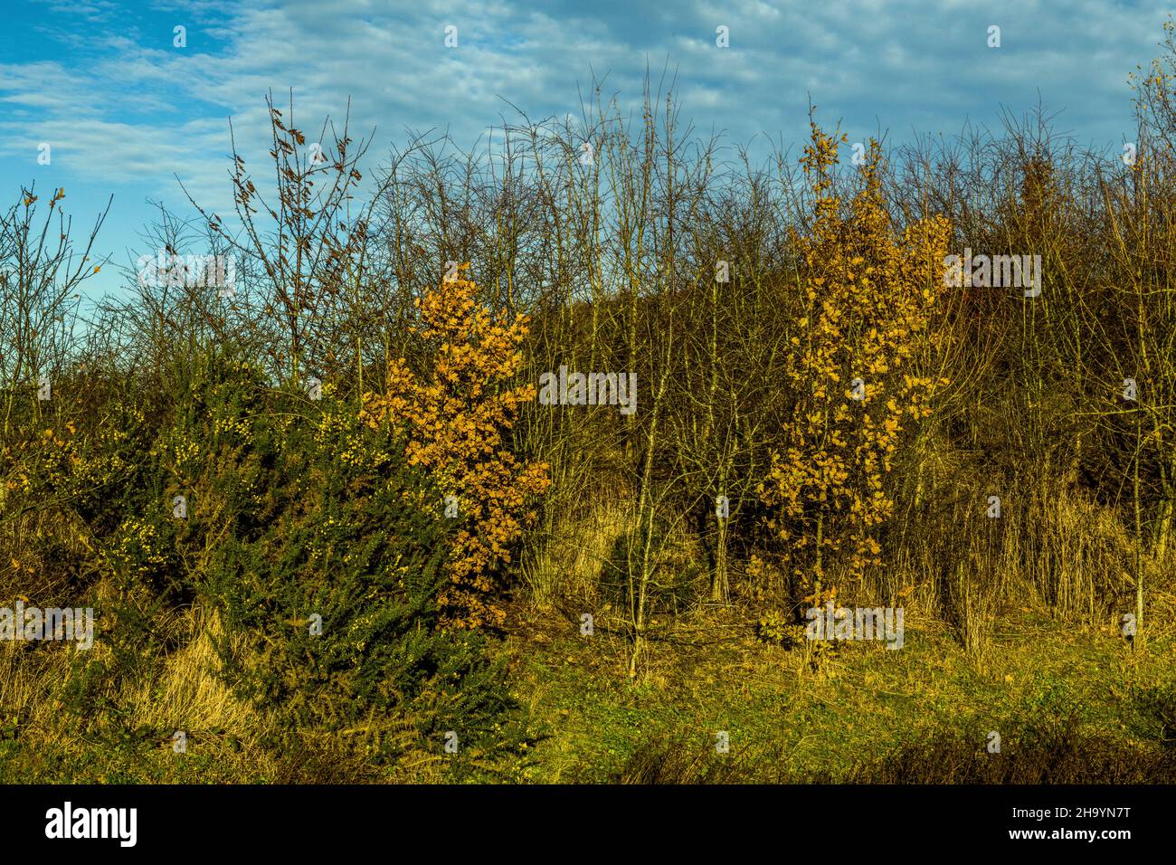 Sole invernale vicino Gloucester con un cielo blu e alberi nudi Foto Stock