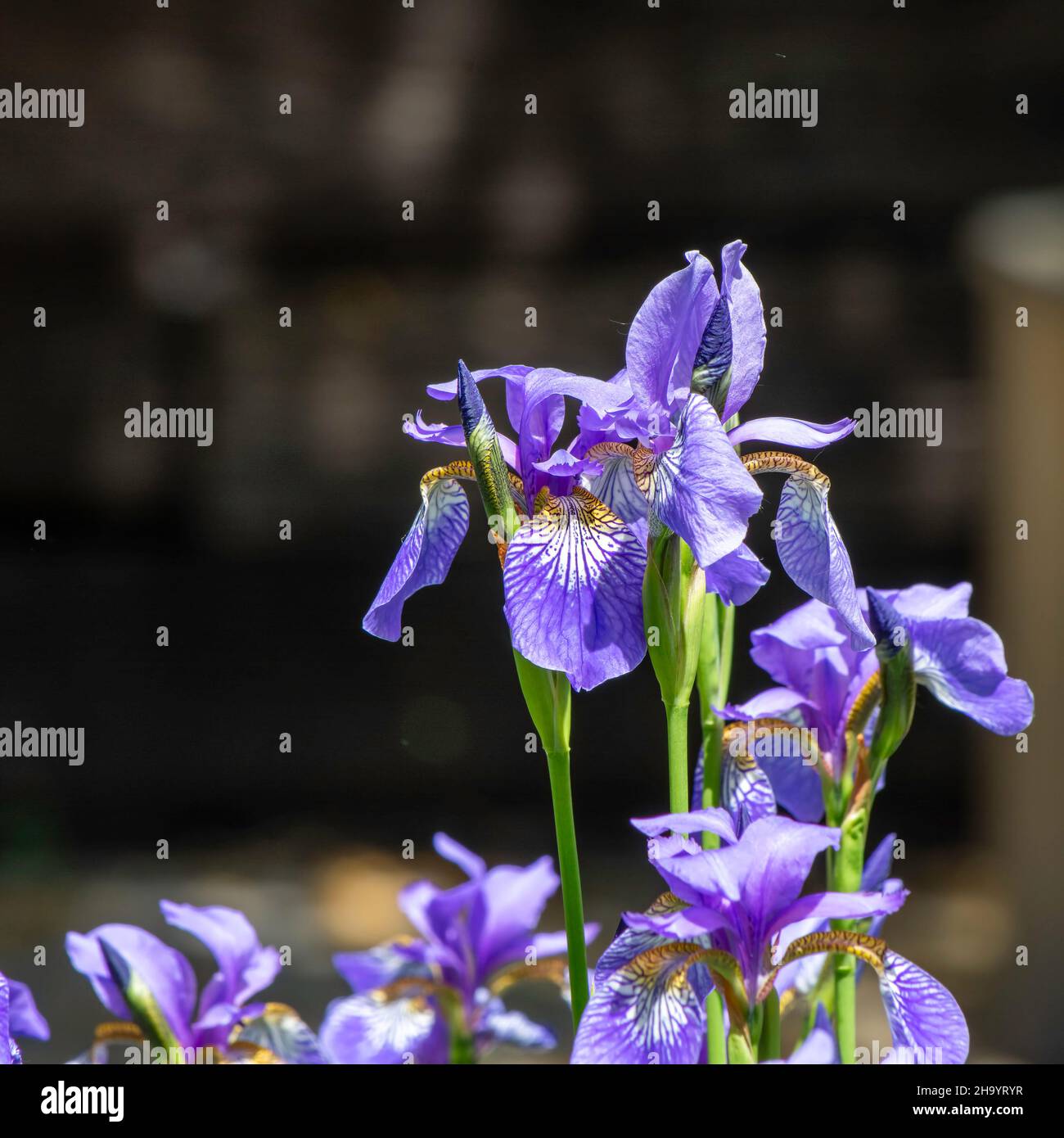 Primo piano di un gruppo di alti iris siberiani viola. Sfondo scuro e iride più corta nella parte inferiore Foto Stock