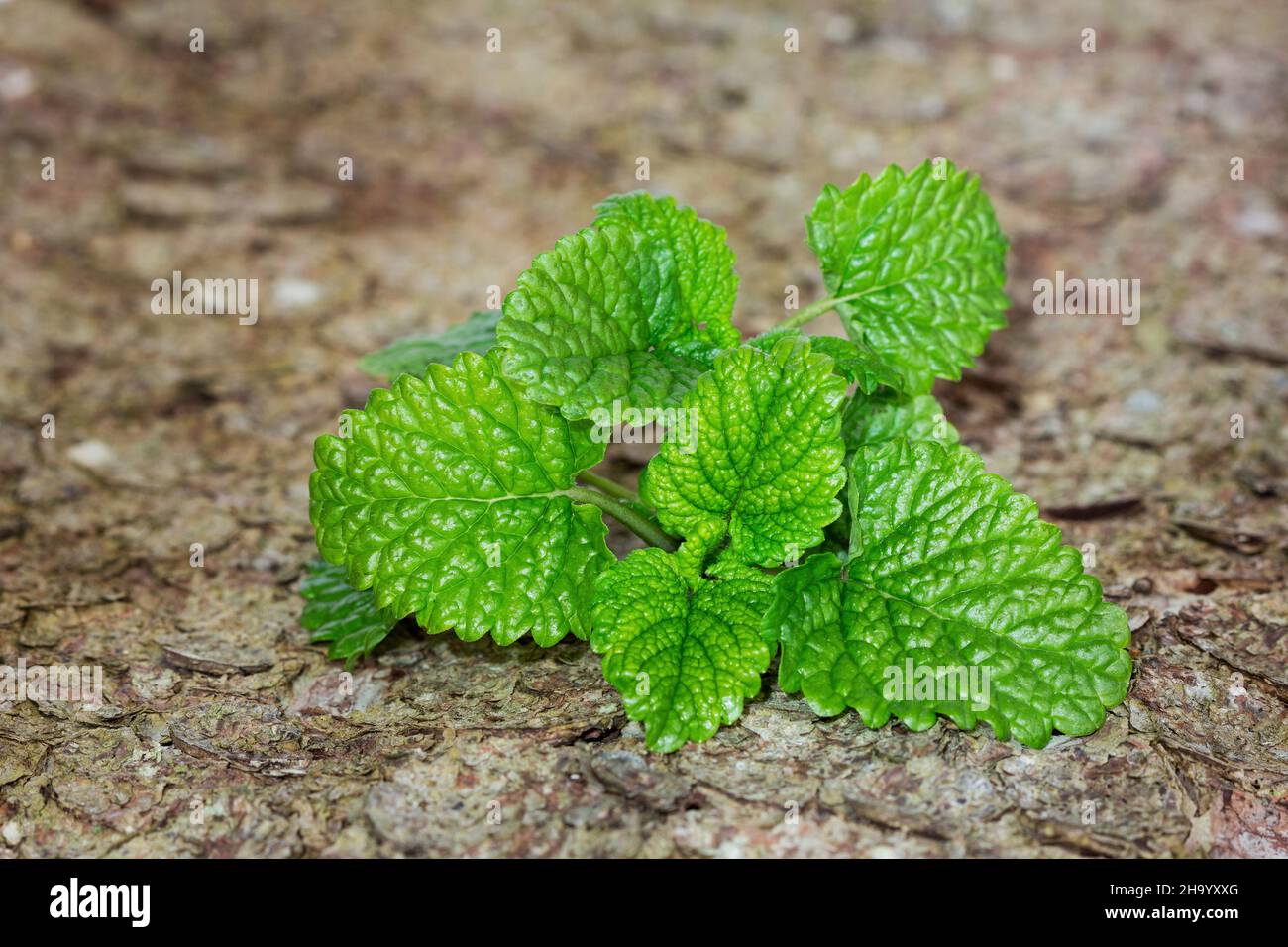 Melissa officinalis fresca, balsamo al limone su vecchio sfondo di corteccia di legno Foto Stock