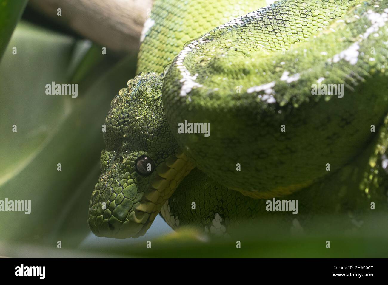 emerald tree boa close up portait Foto Stock