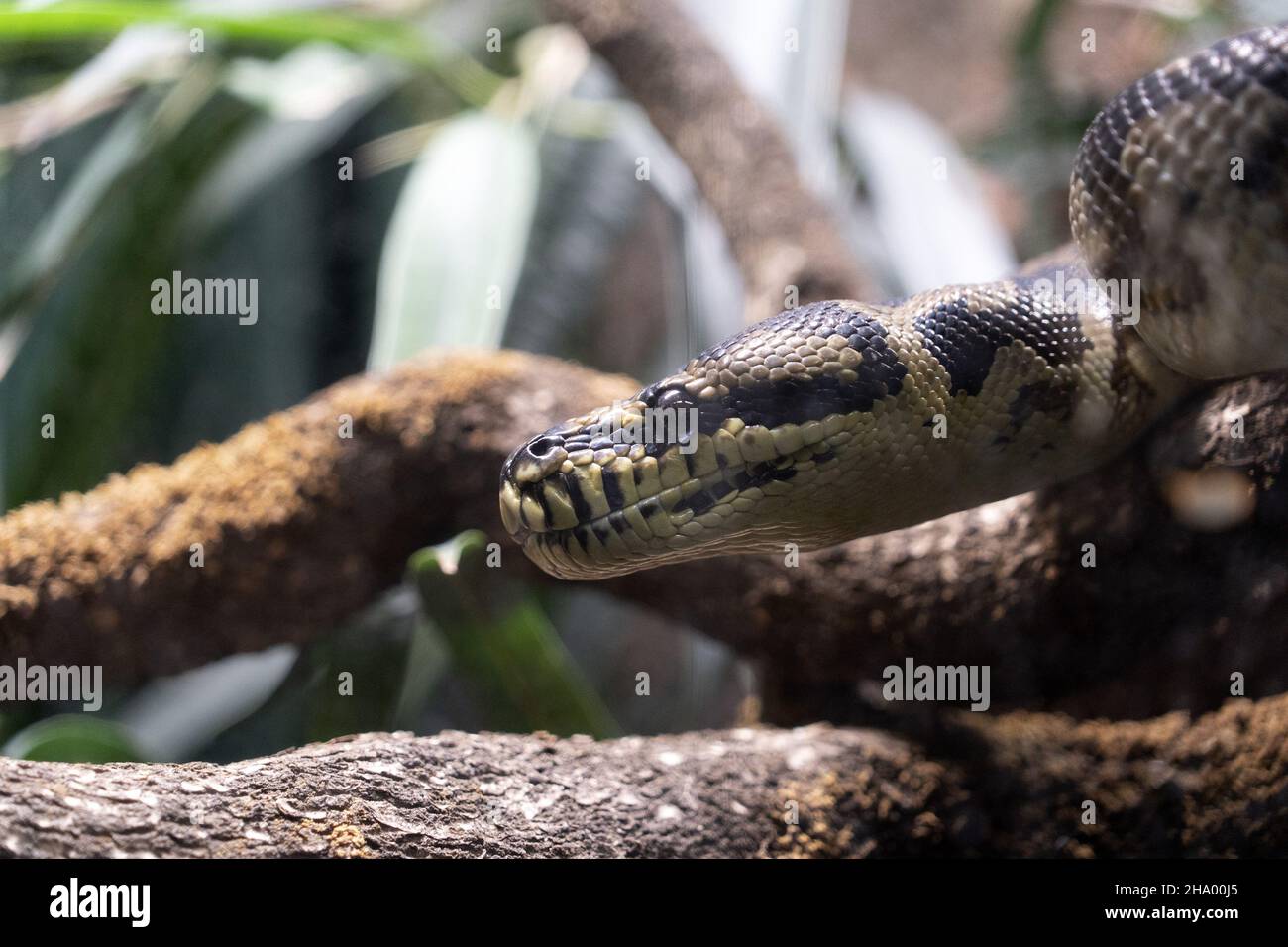 morelia spilota variegata Phyton Snake occhio primo piano Foto Stock