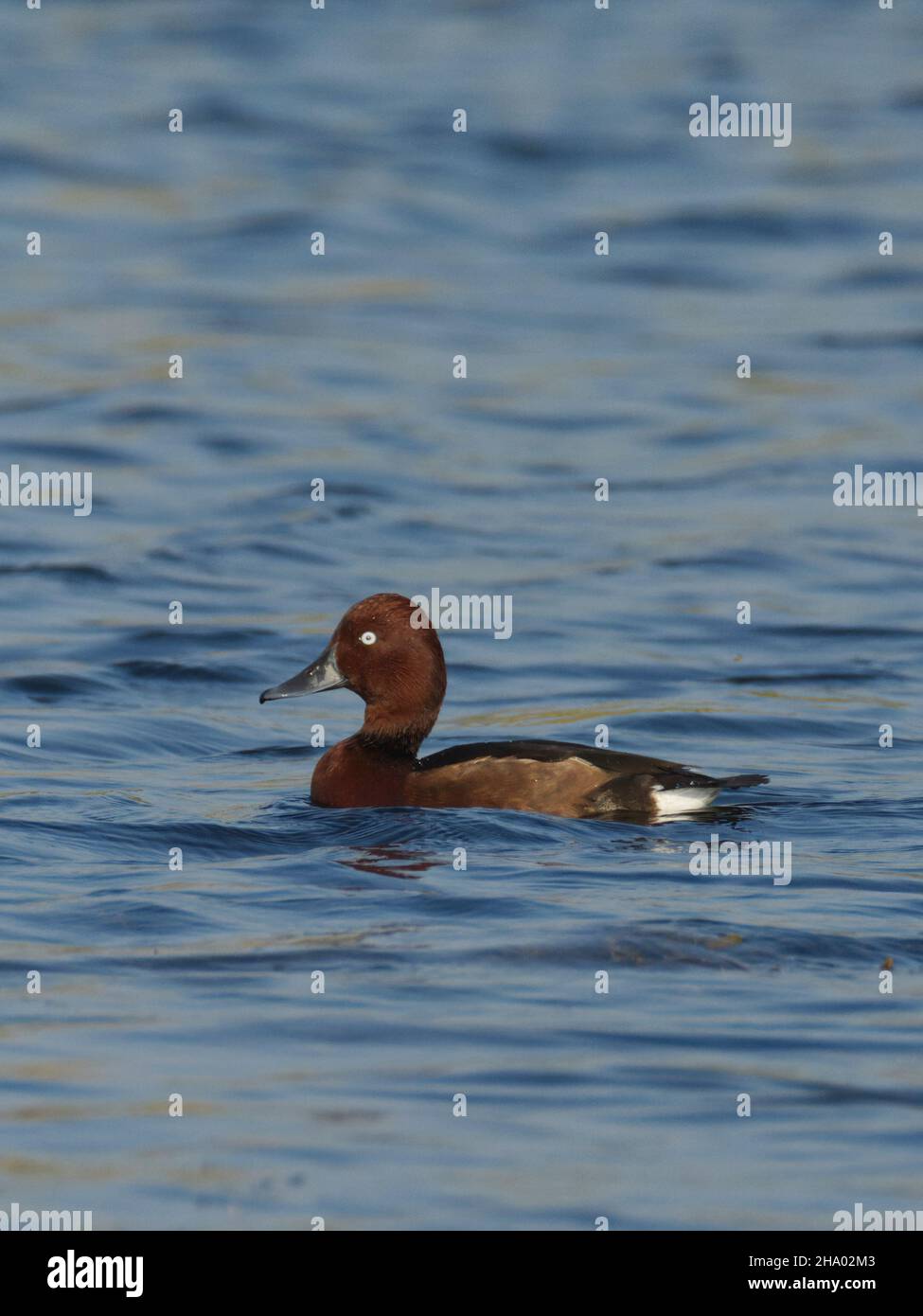 Anatra ferruginosa o pochard ferruginosa (Aythya nyroca) a Kheda, Gujarat, India Foto Stock