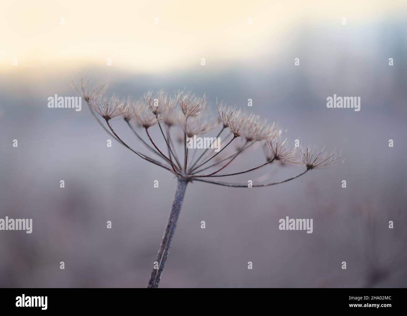 Natura inverno tempo sfondo di cartrello fiore testa. Foto Stock