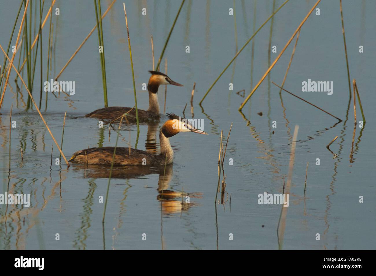 Un paio di Grebe Crested Grande (Podiceps CRIstatus) che predica in una zona umida del Gujarat, India Foto Stock