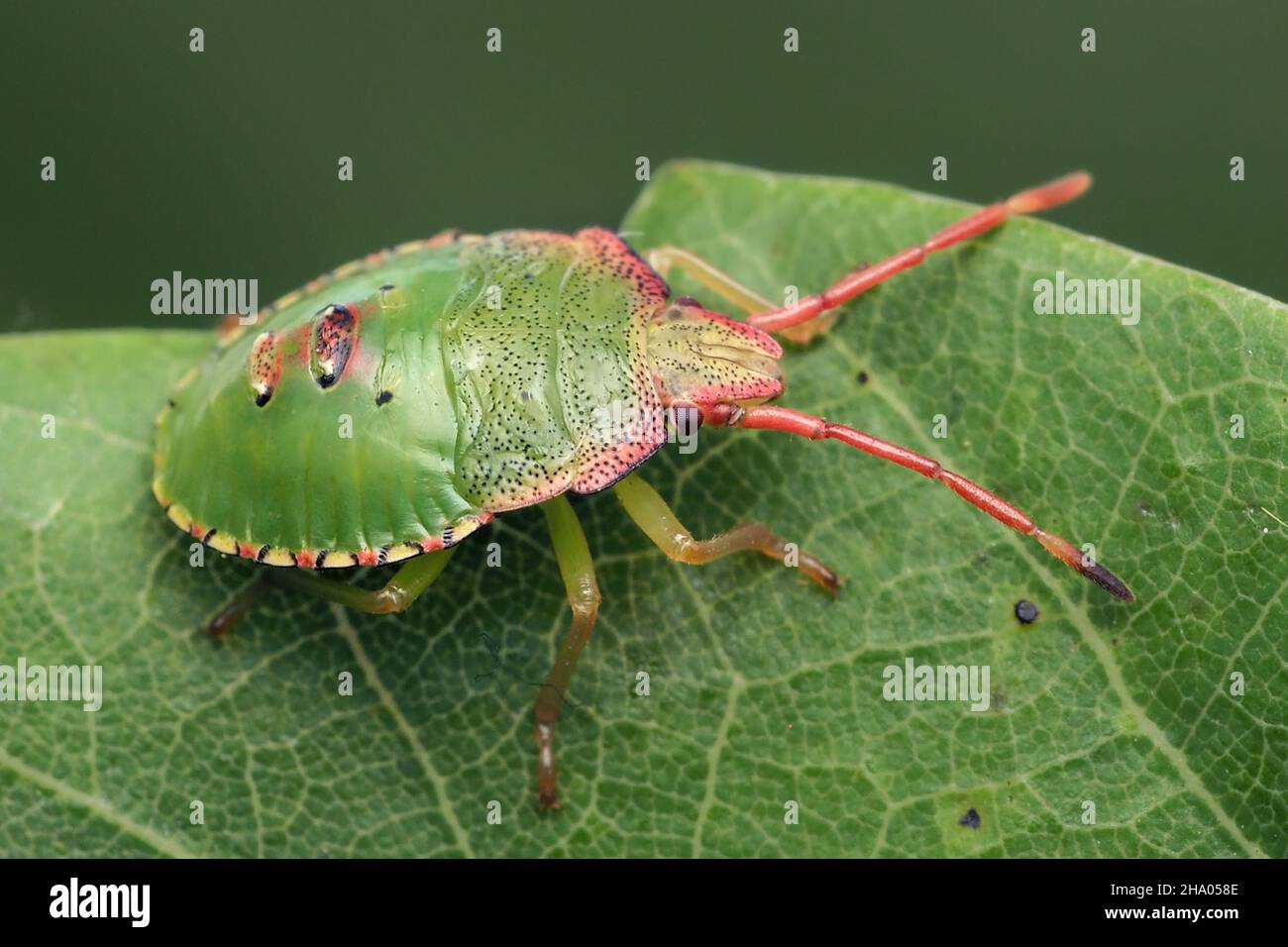 Biancospino Shieldbug nymph (Acanthosoma haemorrhoidale) appoggiato sulla foglia di biancospino. Tipperary, Irlanda Foto Stock