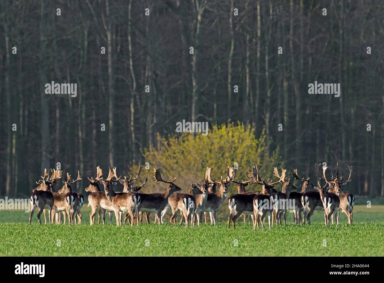 Cervi di fava (Dama dama) grande mandria di bucks che foraging in campo al bordo della foresta larga Foto Stock