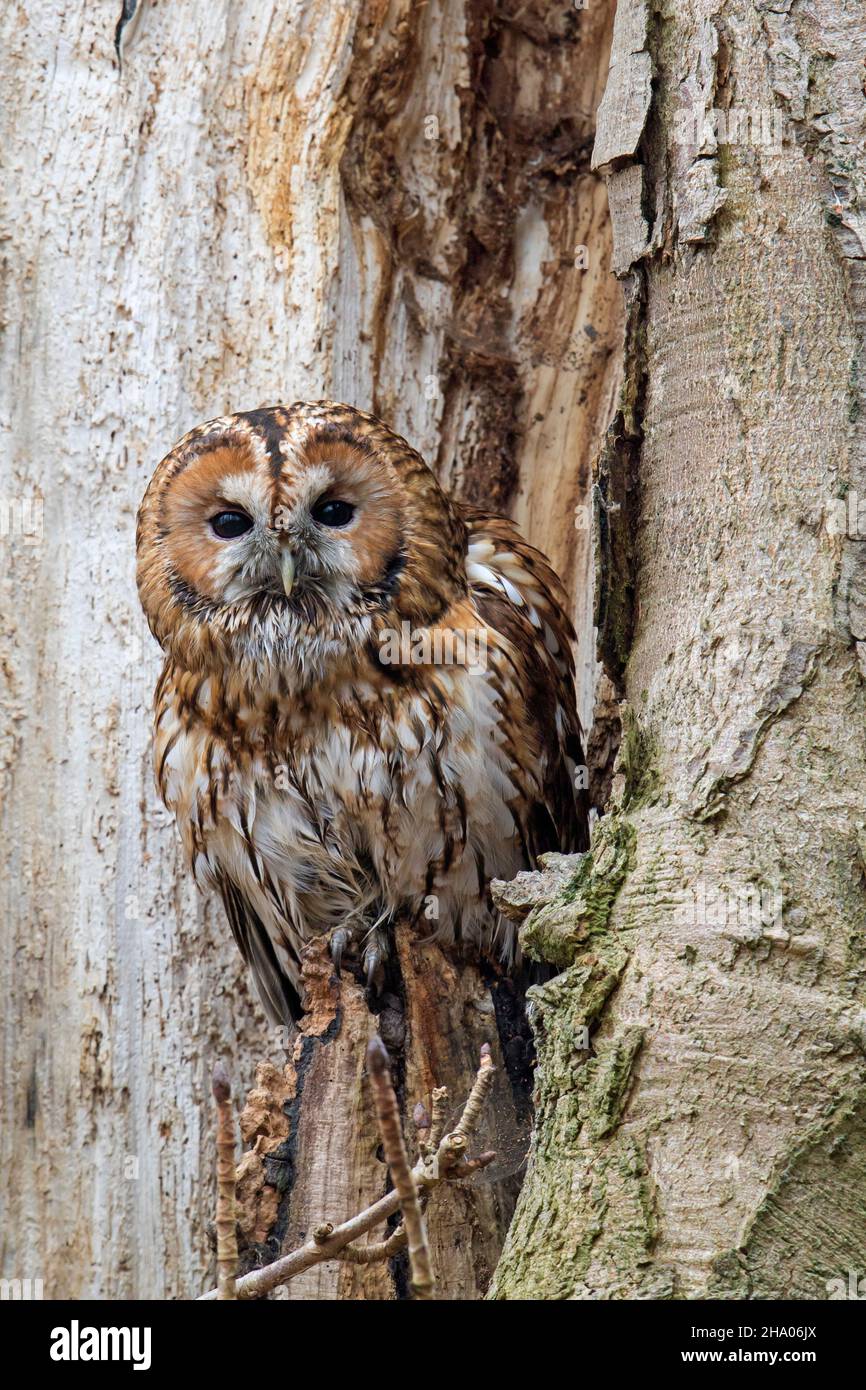 Gufo tawny / gufo marrone (Strix aluco) che emerge dal nido in albero cavo, mostrando colori camouflage in inverno Foto Stock