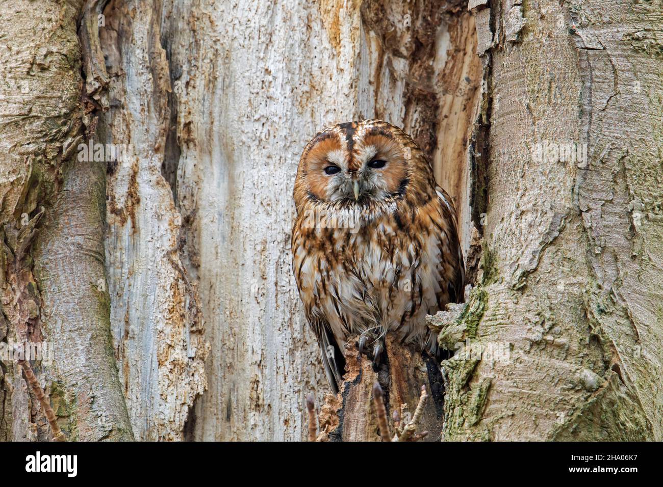 Gufo tawny / gufo marrone (Strix aluco) che emerge dal nido in albero cavo, mostrando colori camouflage in inverno Foto Stock