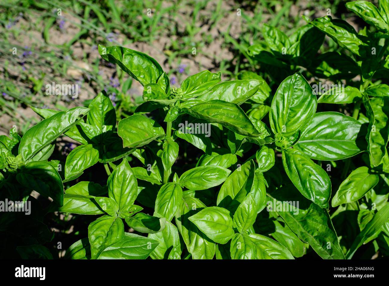 Molte foglie di basilico verde fresco e fiori in un giardino estivo solare biologico, erbe vegane sane fotografate con fuoco morbido Foto Stock