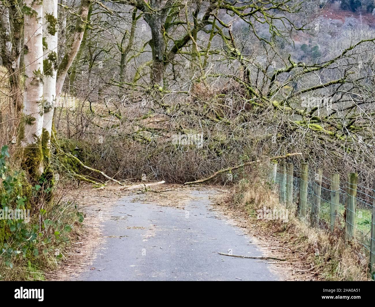 Alberi in Ambleside che bloccano la strada Under Loughrigg soffiata da Storm Arwen, una tempesta estremamente potente che ha creato danni enormi e perdita di vita. Foto Stock