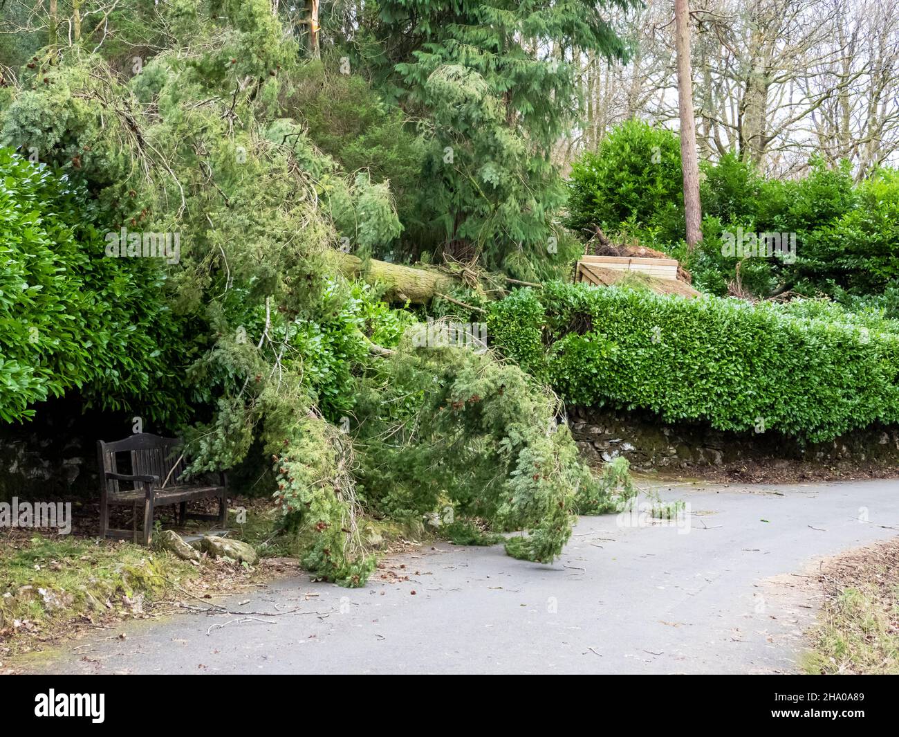 Alberi ad Ambleside soffiato da Storm Arwen, una tempesta estremamente potente che ha creato danni enormi e perdita di vite umane. Foto Stock