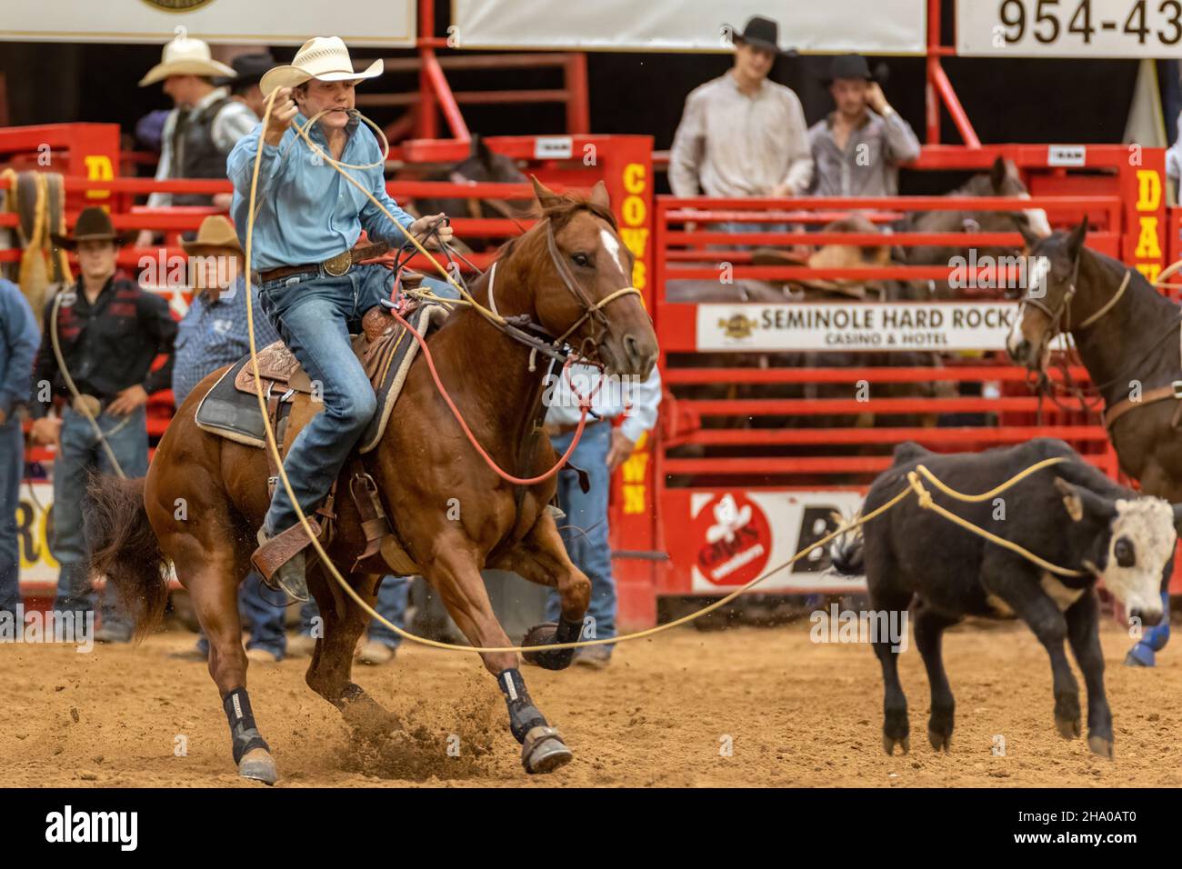 Cravatta-giù Roping visto sulla Southeastern Circuit Finals Rodeo durante l'evento. Foto Stock