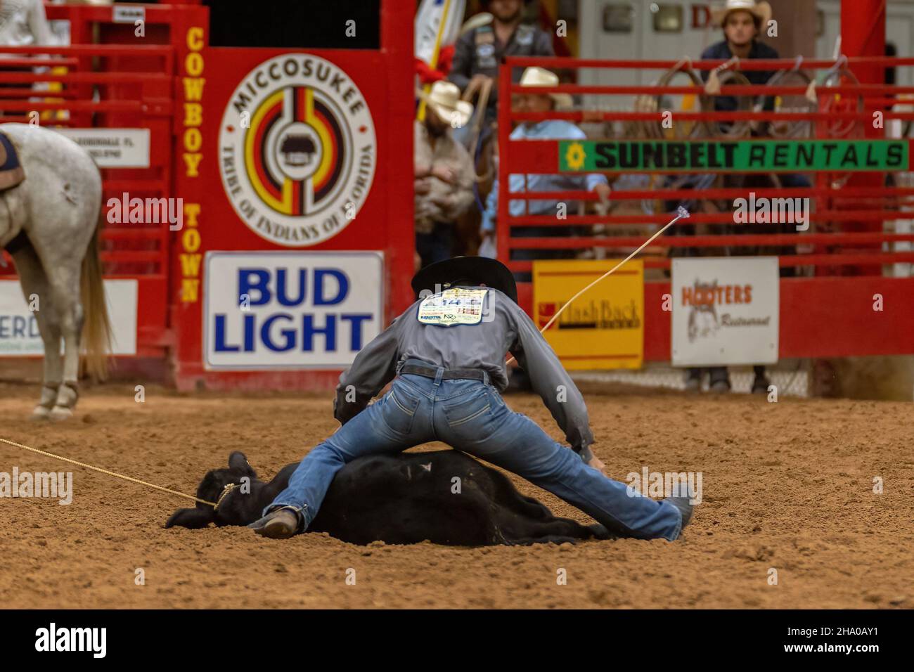Cravatta-giù Roping visto sulla Southeastern Circuit Finals Rodeo durante l'evento. Foto Stock