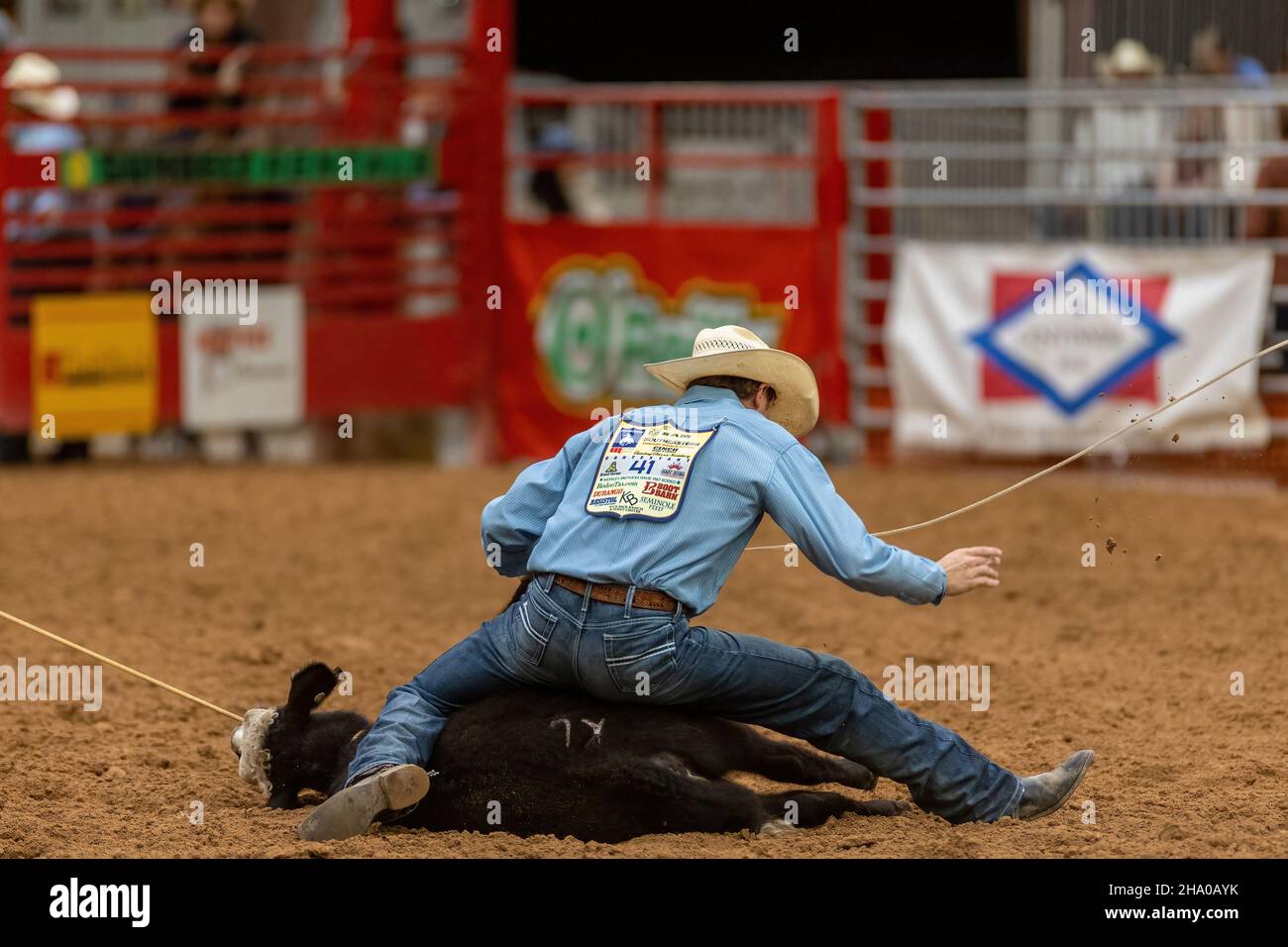 Cravatta-giù Roping visto sulla Southeastern Circuit Finals Rodeo durante l'evento. Foto Stock