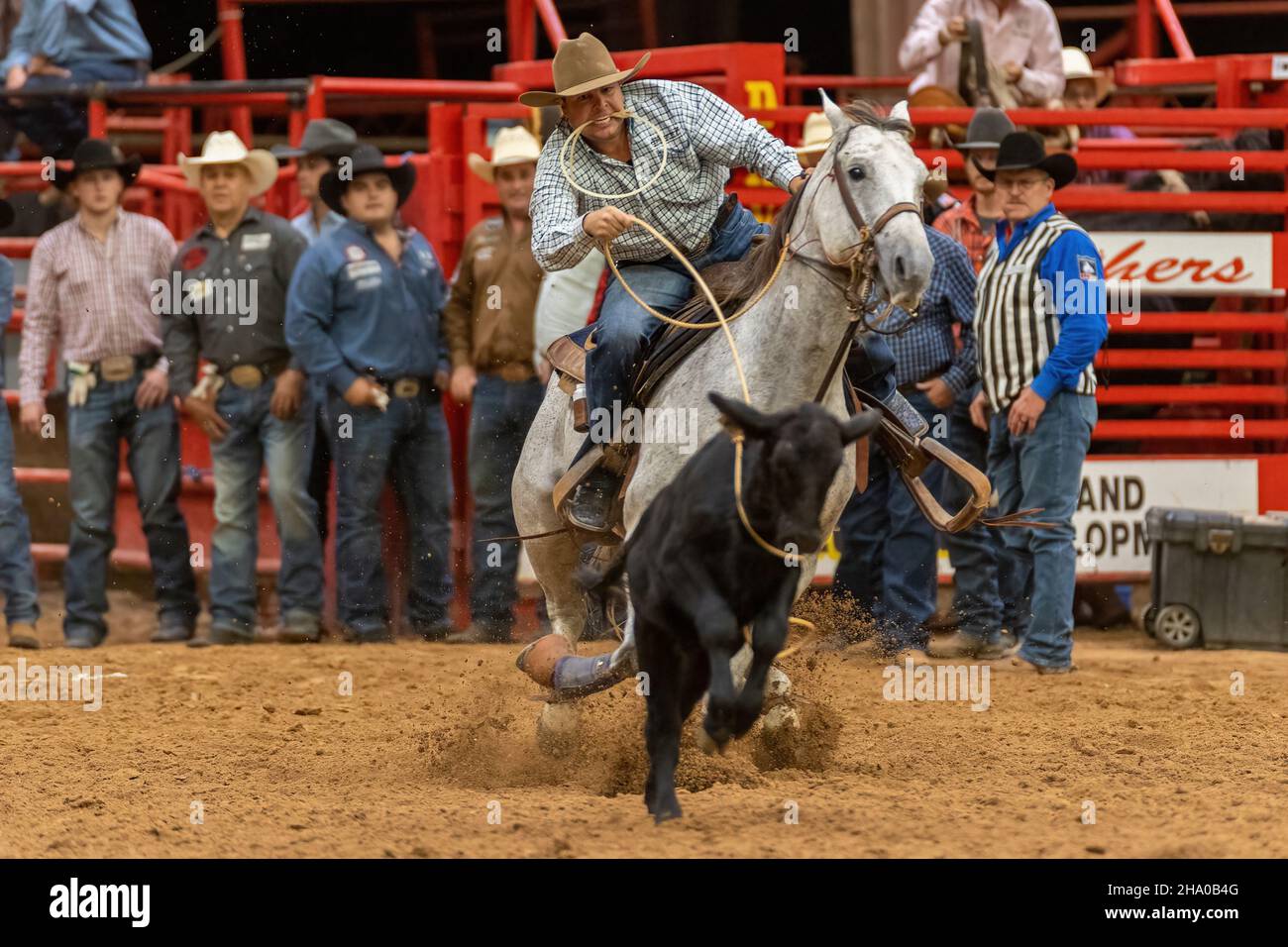 Cravatta-giù Roping visto sulla Southeastern Circuit Finals Rodeo durante l'evento. Foto Stock
