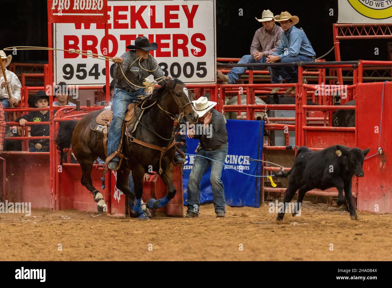 Cravatta-giù Roping visto sulla Southeastern Circuit Finals Rodeo durante l'evento. Foto Stock