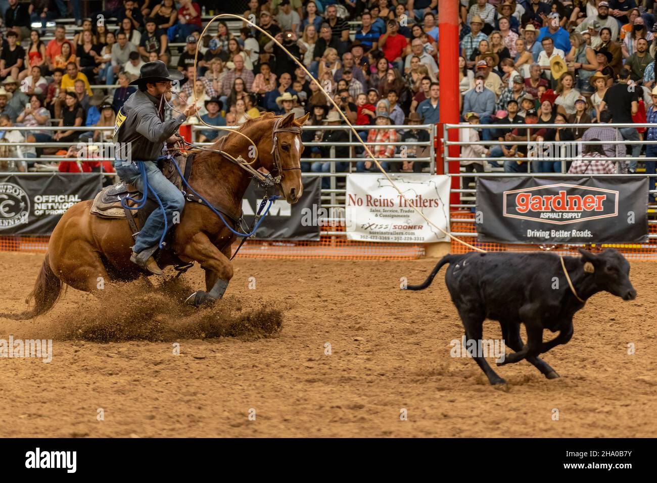 Cravatta-giù Roping visto sulla Southeastern Circuit Finals Rodeo durante l'evento. Foto Stock