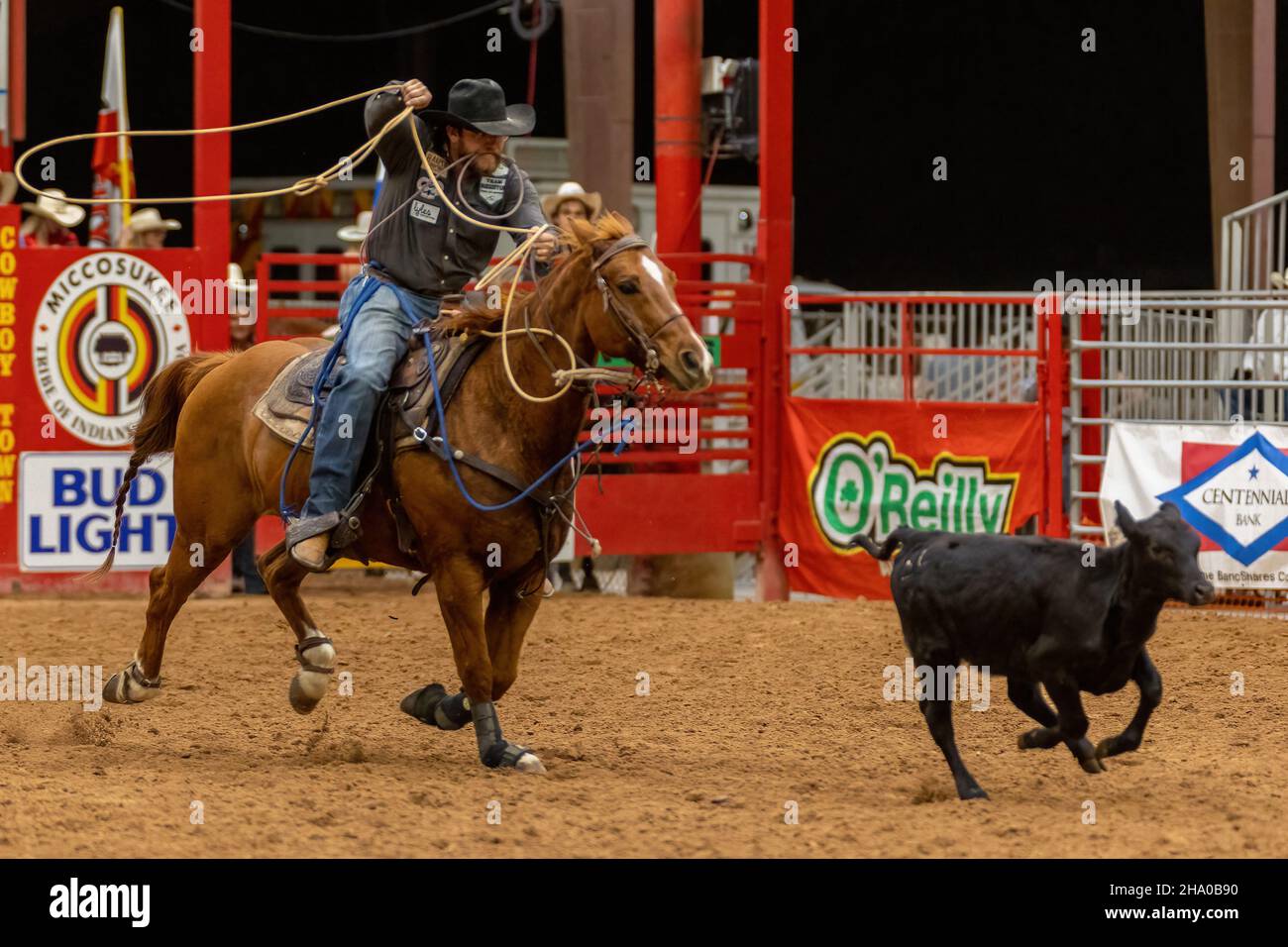 Cravatta-giù Roping visto sulla Southeastern Circuit Finals Rodeo durante l'evento. Foto Stock