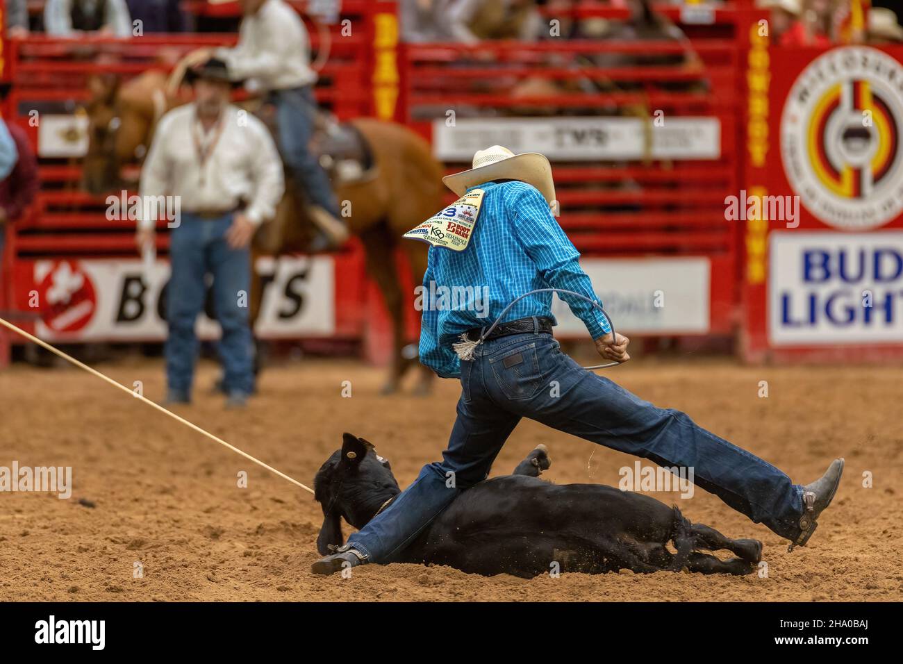 Cravatta-giù Roping visto sulla Southeastern Circuit Finals Rodeo durante l'evento. Foto Stock
