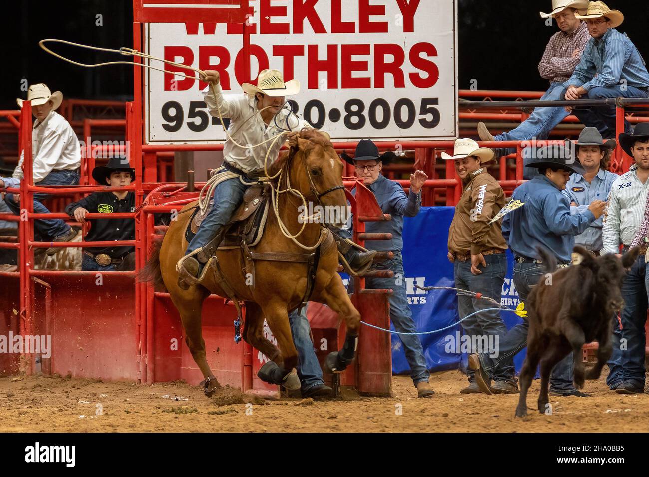 Cravatta-giù Roping visto sulla Southeastern Circuit Finals Rodeo durante l'evento. Foto Stock