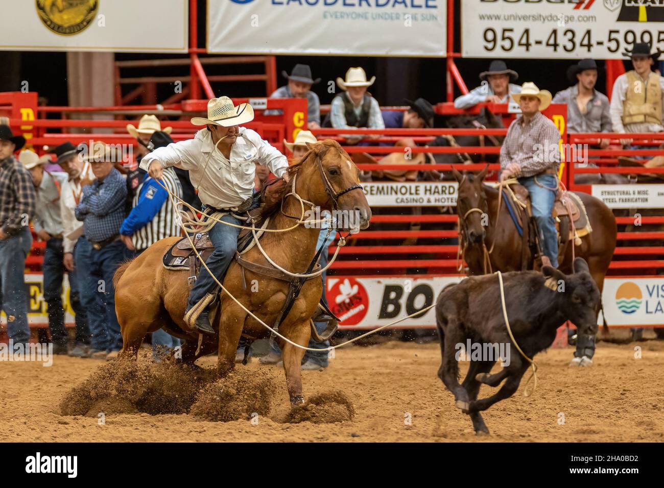 Cravatta-giù Roping visto sulla Southeastern Circuit Finals Rodeo durante l'evento. Foto Stock