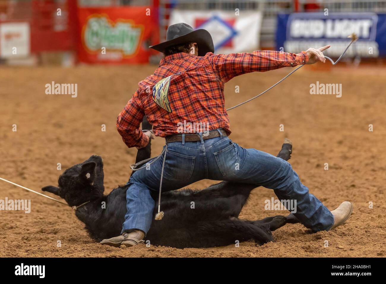 Cravatta-giù Roping visto sulla Southeastern Circuit Finals Rodeo durante l'evento. Foto Stock