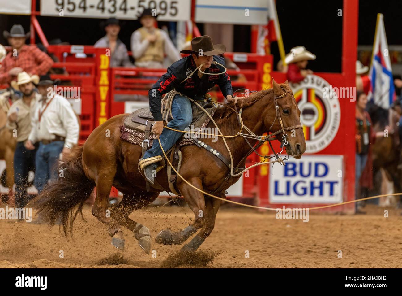 Cravatta-giù Roping visto sulla Southeastern Circuit Finals Rodeo durante l'evento. Foto Stock