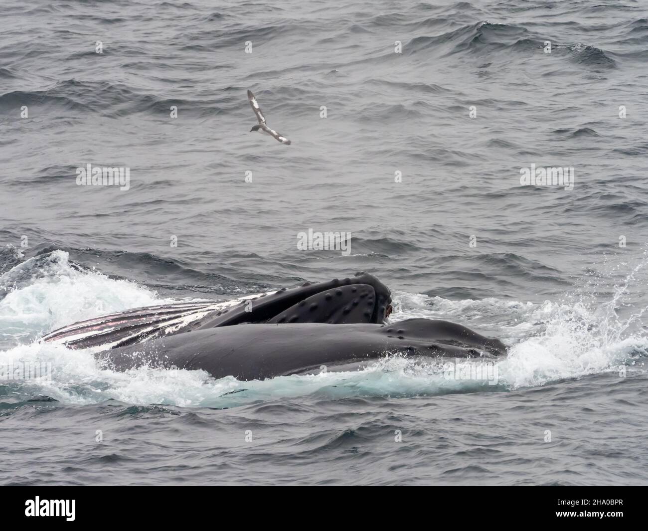 Una frenesia di alimentazione delle balene Humpback, Megaptera novaeangliae che si nutrono sulla krill fuori South Orkney Island, Antartide Foto Stock