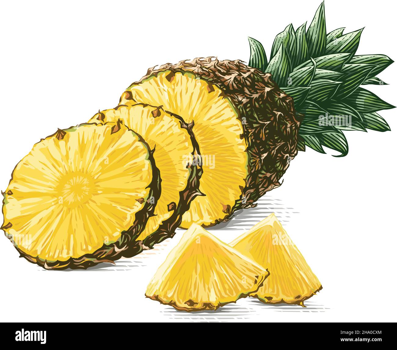 Ananas colorato disegno a mano schizzo incisione stile illustrazione Illustrazione Vettoriale