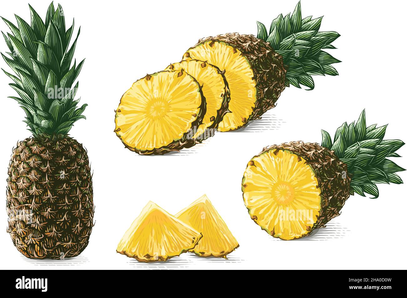 Ananas colorato disegno a mano schizzo incisione stile illustrazione Illustrazione Vettoriale