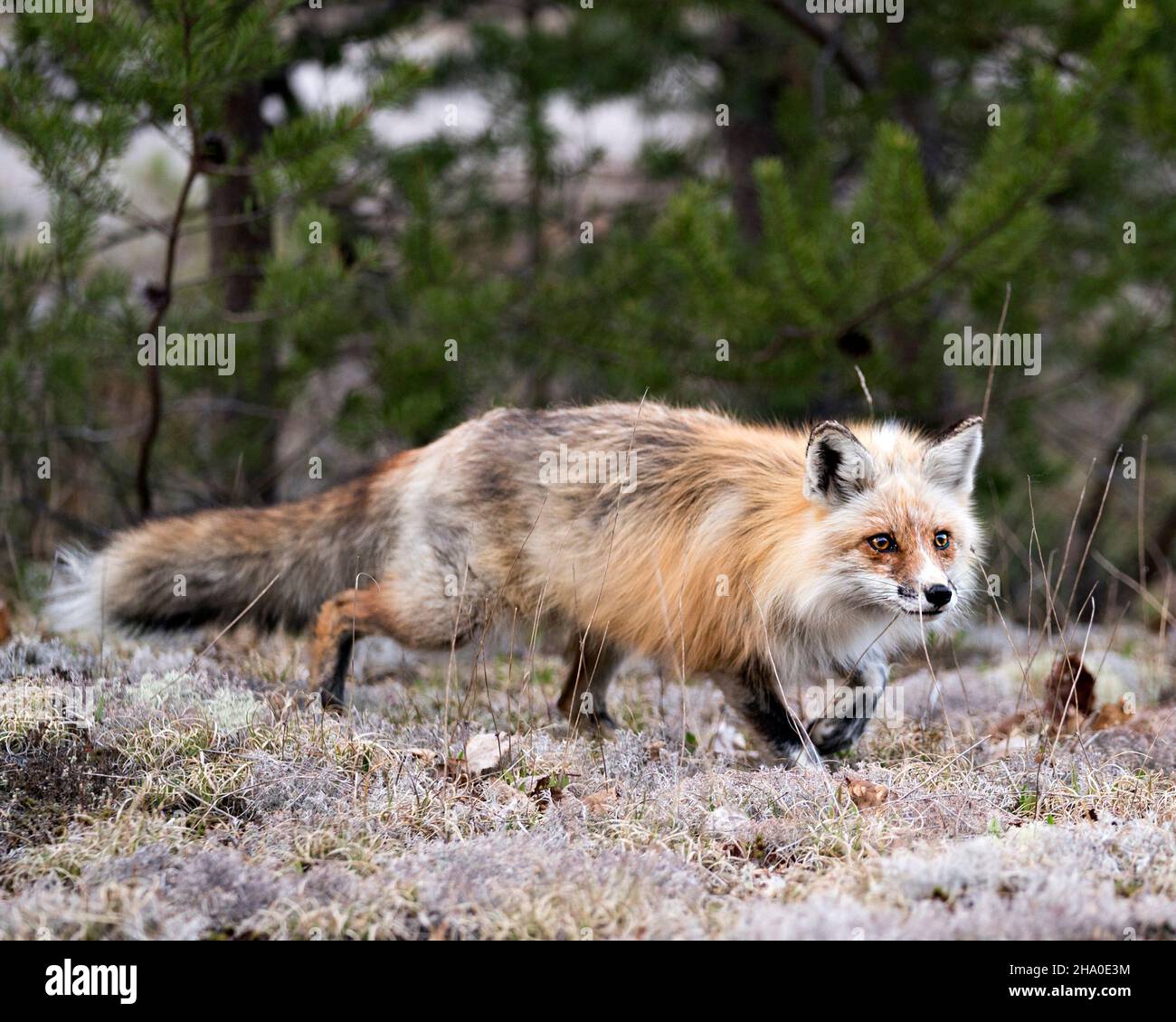 Volpe rossa che corre su muschio bianco nella stagione primaverile con coda di volpe, pelliccia, nel suo ambiente e habitat con uno sfondo di foresta sfocata. Immagine Fox. Foto Stock