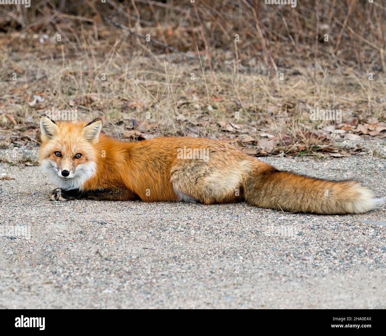 Profilo di Red Fox close-up per guardare la fotocamera e riposarsi nella stagione primaverile con sfondo sfocato nel suo ambiente e habitat. Immagine Fox. PICT Foto Stock