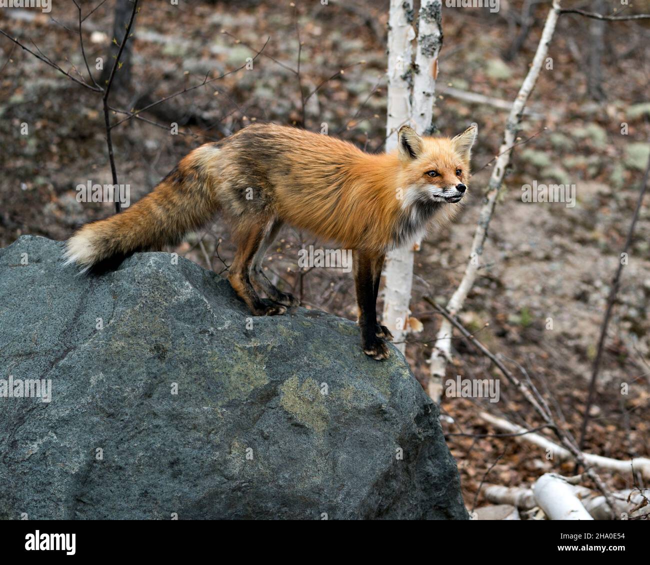 La volpe rossa si avvicina da vicino su una roccia grande e guarda la fotocamera con uno sfondo di foresta sfocata nel suo ambiente e habitat. Immagine Fox. Immagine. Foto Stock