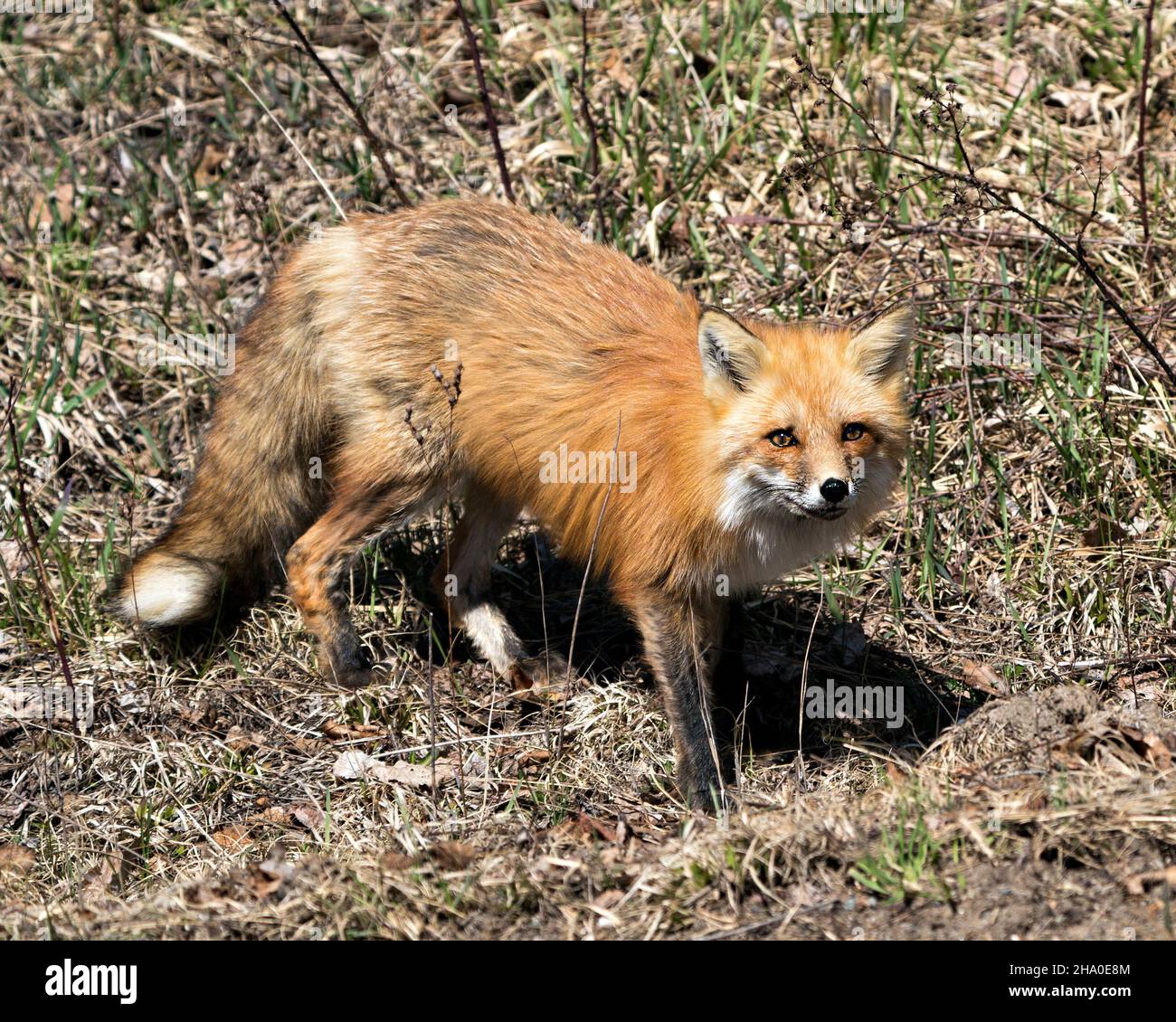 Vista ravvicinata del profilo della volpe rossa nella stagione primaverile con la fotocamera e la coda della volpe, la pelliccia, nell'ambiente e nell'habitat con un fogliame sfocato Foto Stock